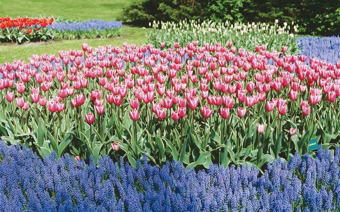 Тюльпаны и гиацинты, парк цветов обои,s изображение