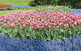 Тюльпаны и гиацинты, парк цветов HD обои