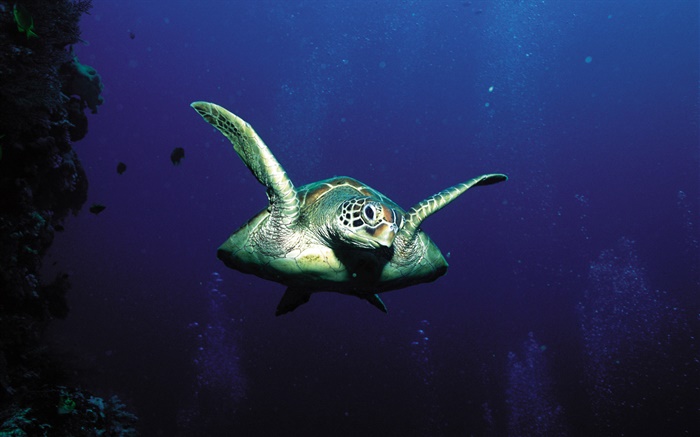 черепахи, глубокое море обои,s изображение