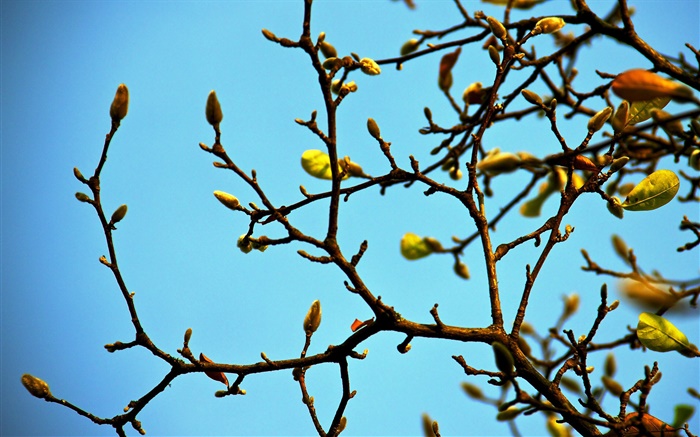 Ветки, бутоны, весна, голубое небо обои,s изображение