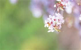 Ветки, цветы вишни крупным планом