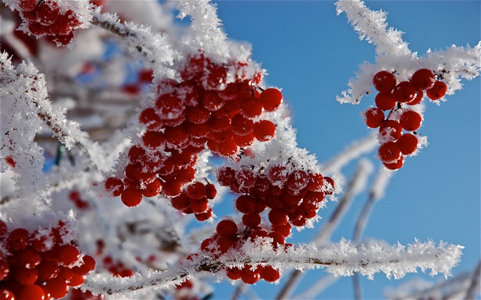 Ветки, красные ягоды, снег, лед обои,s изображение