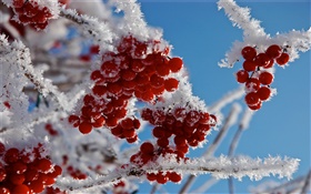 Ветки, красные ягоды, снег, лед