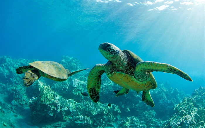 Два зеленых морских черепах, под водой, коралловые рифы, Мауи обои,s изображение