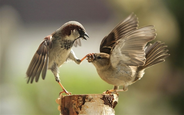 Две птицы играют обои,s изображение