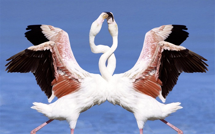 Два фламинго танцуют обои,s изображение