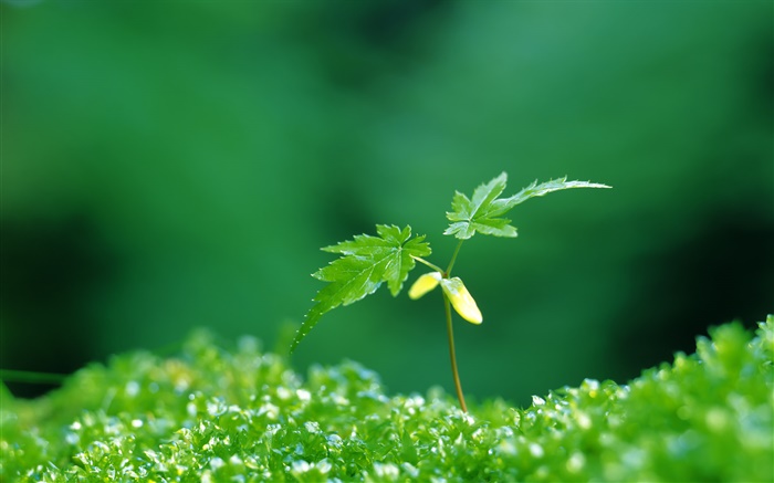 Два зеленых кленовые листья, весна, почки обои,s изображение