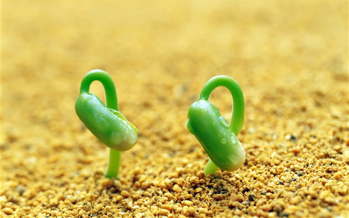 Два зеленые ростки, песок, весна обои,s изображение