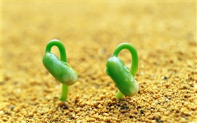 Два зеленые ростки, песок, весна