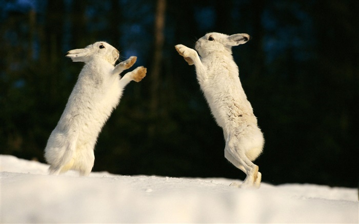 Два кролика играют обои,s изображение