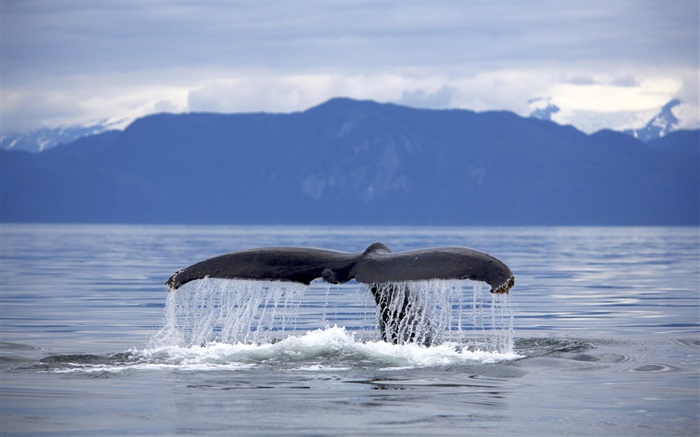 США, Аляска, хвост кита Горбатый обои,s изображение