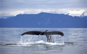 США, Аляска, хвост кита Горбатый HD обои