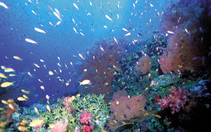 Под водой, рыбы, кораллы, море обои,s изображение