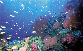 Под водой, рыбы, кораллы, море HD обои