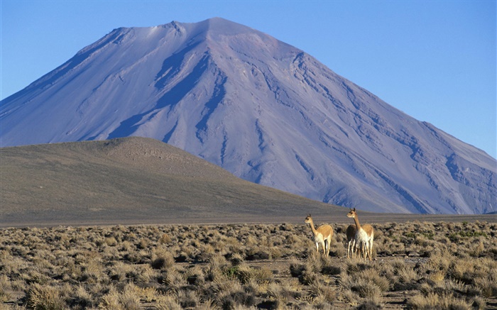 Викунья, Мисти вулкан, Перу обои,s изображение