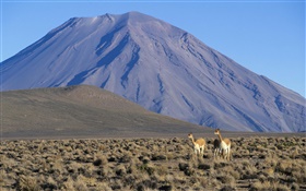 Викунья, Мисти вулкан, Перу HD обои