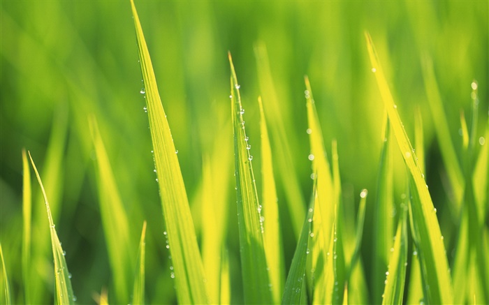Капли воды, зеленая трава после дождя обои,s изображение