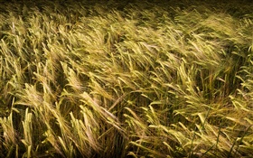Пшеничное поле крупным планом