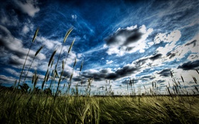 Пшеничное поле, облака HD обои