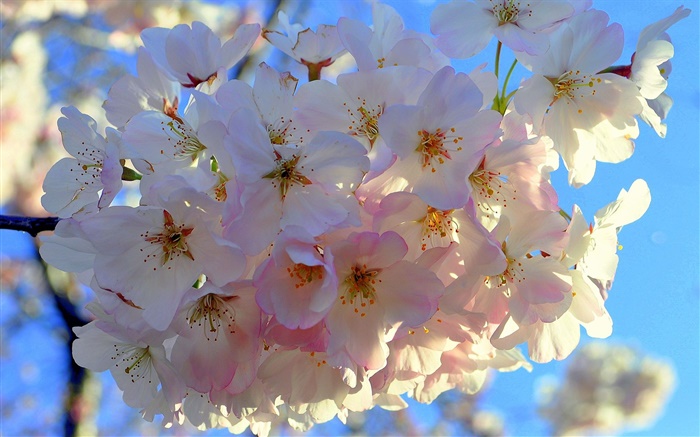 Белые цветы яблони обои,s изображение