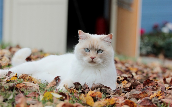 Белый кот, листья обои,s изображение