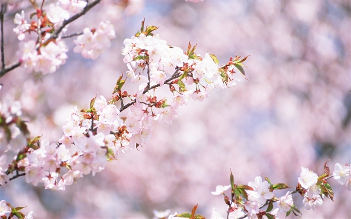 Белые цветы вишни в цвету, боке обои,s изображение