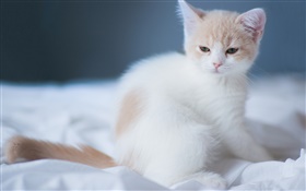 Белый милый котенок HD обои