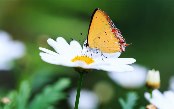 Белая ромашка и бабочка обои,s изображение