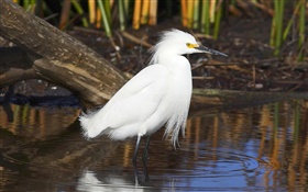 Белое перо птицы, пруд HD обои