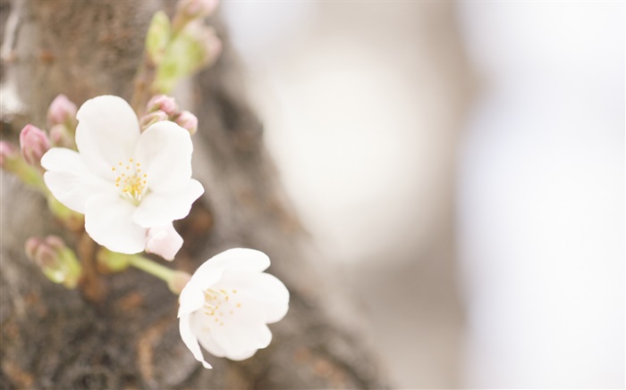 Белые цветы крупным планом, весна обои,s изображение