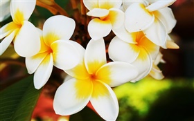 Белые цветы жасмина HD обои