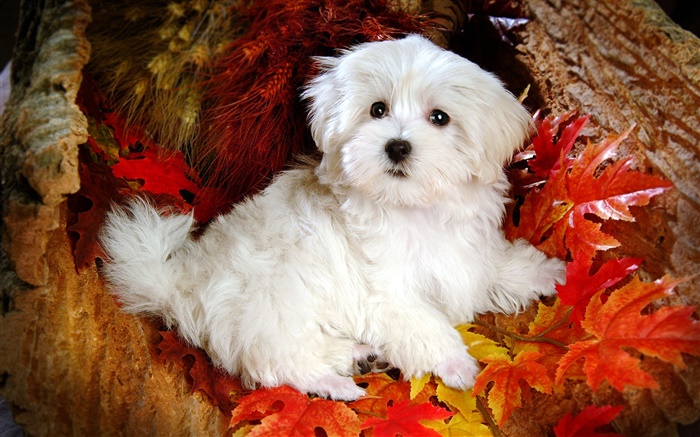 Белый пушистый собака, красные листья обои,s изображение