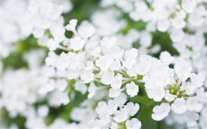 Белые цветочки, размыто обои,s изображение