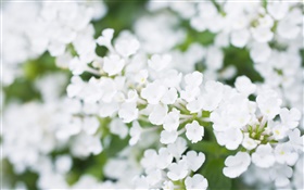 Белые цветочки, размыто