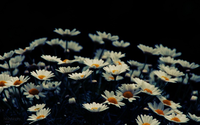 Белые маленькие цветы, боке обои,s изображение