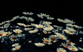 Белые маленькие цветы, боке HD обои