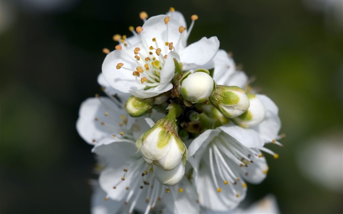 Белые цветы груши крупным планом обои,s изображение