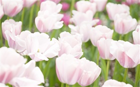 Белые цветы розовые цветы тюльпан HD обои