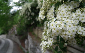 Белые цветы Роза многоцветковые HD обои