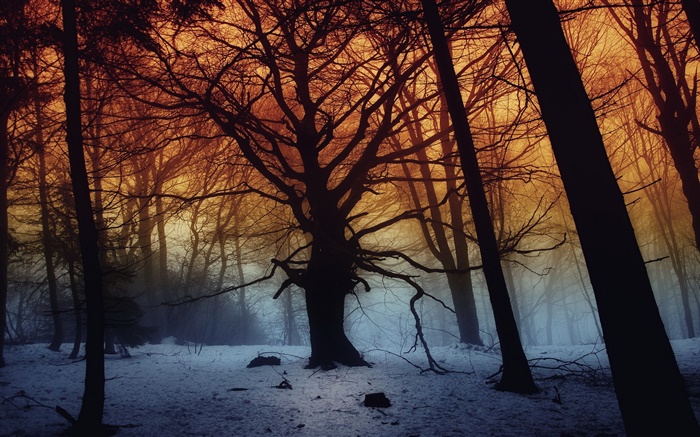 Зима, лес, деревья, рассвет обои,s изображение