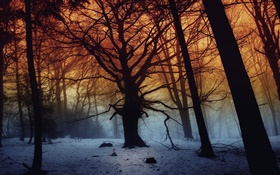Зима, лес, деревья, рассвет