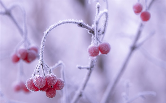 Зима, мороз, красные ягоды, боке обои,s изображение