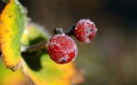 Зима, красные ягоды крупным планом, листья