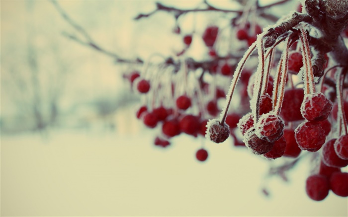 Зима, красные ягоды, снег, размыто обои,s изображение
