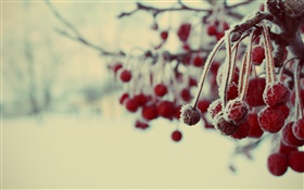 Зима, красные ягоды, снег, размыто HD обои