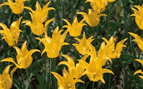 Желтые цветы, тюльпан крупным планом