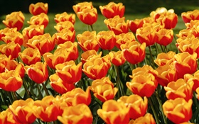 Желтые цветы красные тюльпаны HD обои