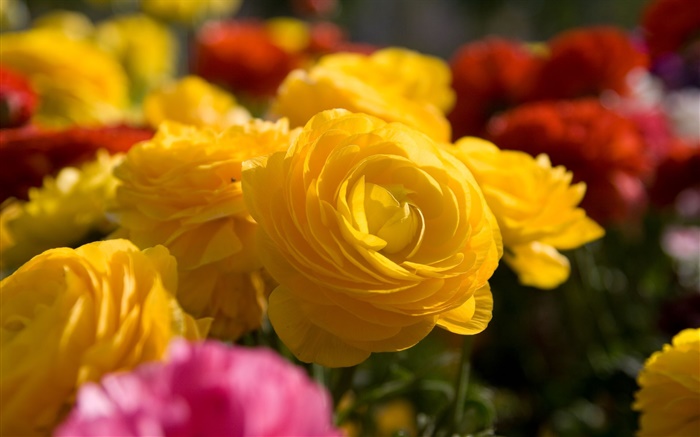 Желтая роза цветы крупным планом обои,s изображение