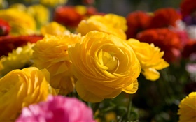 Желтая роза цветы крупным планом HD обои