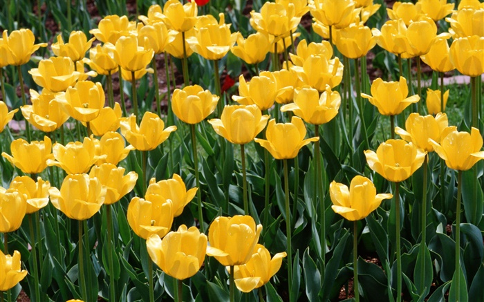 Желтые тюльпаны, цветы крупным планом обои,s изображение